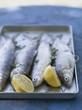 Fresh trout with lemon and parsley, ready for grilling