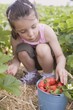 Foto: Little girl picking strawberries in strawberry field Little girl picking strawberries in strawberry field