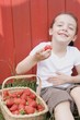 Foto: Little girl eating strawberries Little girl eating strawberries