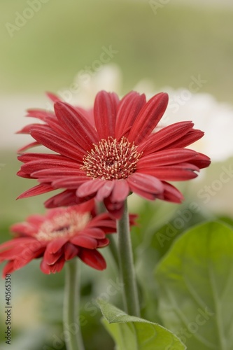 Photo: Red gerbera out of doors Red gerbera out of doors