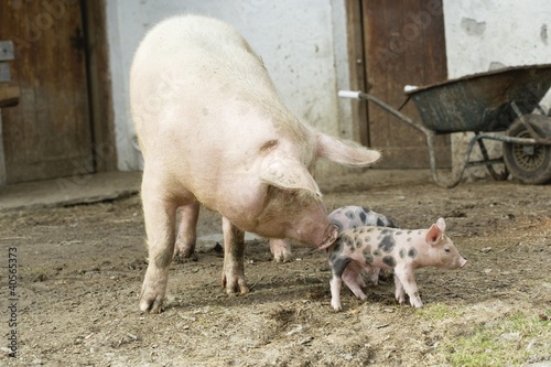 Foto: Pigs in front of stall in the open air Pigs in front of stall in the open air