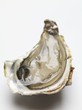 Half an oyster