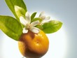 Orange on branch