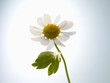A chamomile flower