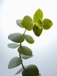 Sprig of eucalyptus