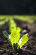 Baby Romaine Lettuce Growing in a Field