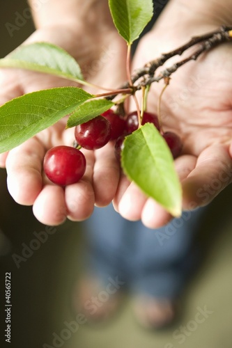 Photo: Hands HoldingFresh Picked Cherries with Branch Hands HoldingFresh Picked Cherries with Branch
