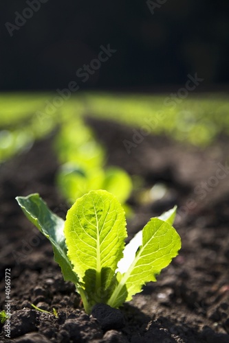 Photo: Baby Romaine Lettuce Growing in a Field Baby Romaine Lettuce Growing in a Field