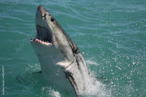 Photo: Great White Shark Great White Shark