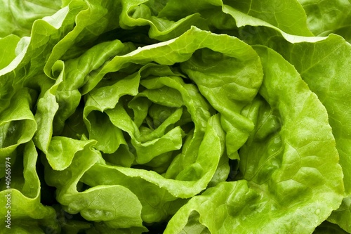 Photo: Fresh lettuce (overhead view) Fresh lettuce (overhead view)