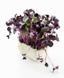 Sakura cress