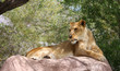 Single Lioness On Rock