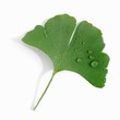 A ginkgo leaf with drops of water