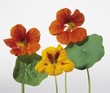 Nasturtium flowers