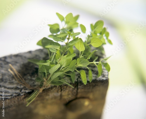 Photo: A bunch of fresh marjoram A bunch of fresh marjoram