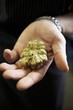 Hand holding a white Alba truffle