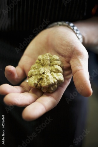 Photo: Hand holding a white Alba truffle Hand holding a white Alba truffle
