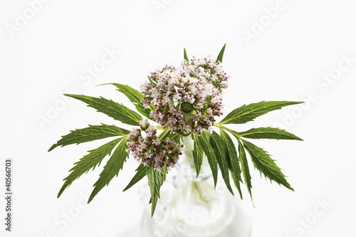 Photo: Valerian with flowers Valerian with flowers