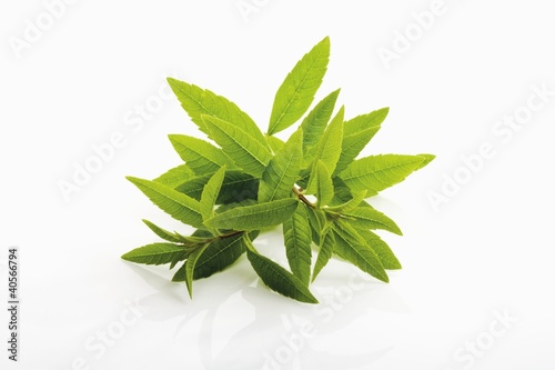 Foto: Lemon verbena Lemon verbena