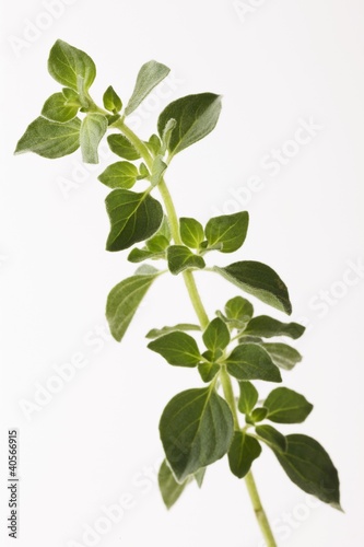 Foto: A sprig of oregano A sprig of oregano