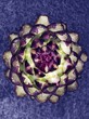 A purple artichoke
