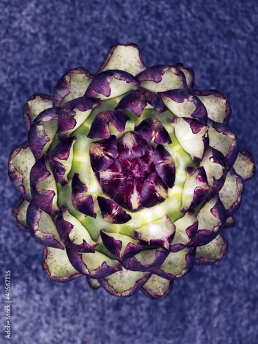 Photo: A purple artichoke A purple artichoke