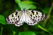 Tree nymph butterfly