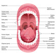 Mouth Anatomy