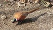 Cock Pheasant pecking at ground