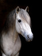 Connemara Stallion Headshot