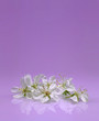 Wedding Blossom on pink background Wedding Blossom on pink background