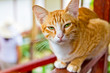 Orange cat