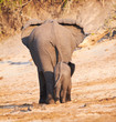 African Elephants