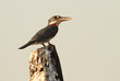 Photo: Giant Kingfisher Giant Kingfisher