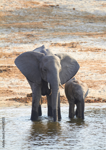 Photo: African Elephants African Elephants