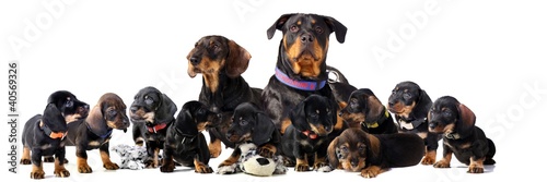 Photo: big dog family big dog family