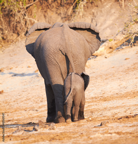 Photo: African Elephants African Elephants