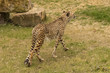 Thüringer Zoopark