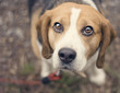 Portrait of Beagl in Wood Portrait of Beagl in Wood
