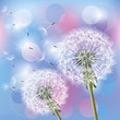 Flowers dandelions on light background