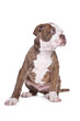 American Bulldog in front of a white background