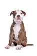 American Bulldog in front of a white background