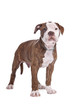 American Bulldog in front of a white background