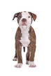 American Bulldog in front of a white background