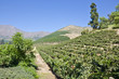 Vineyard in Aconcagua Valley Chile