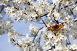 Schmetterling auf Kirschblüte