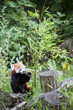 Red Panda busy eating bamboo
