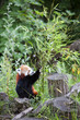 Red Panda busy eating bamboo