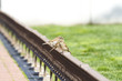 Young curious sparrows Young curious sparrows