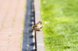 White-throated Sparrow White-throated Sparrow